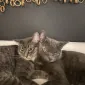 verscarygaycatdad